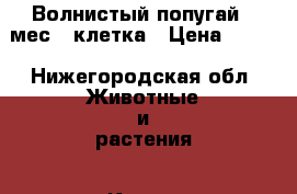 Волнистый попугай 3 мес.  клетка › Цена ­ 700 - Нижегородская обл. Животные и растения » Кошки   